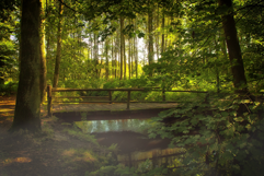 Bridge Image