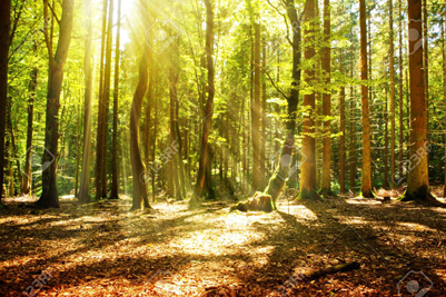 Forest Image
