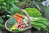 Garden Image